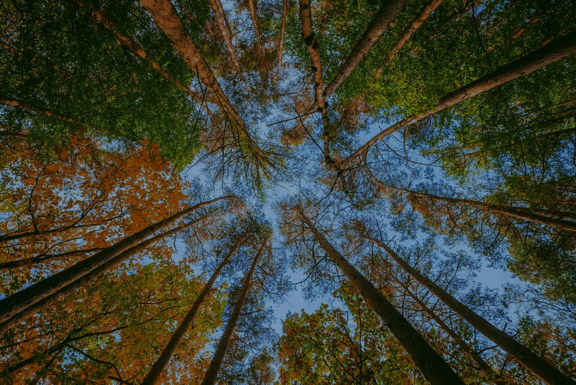 Wald-Tünnes